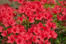 Day 23-More Flowers